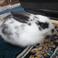 خرگوش سفید و سیاه خوشگل