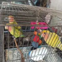 طوطی برزیلی