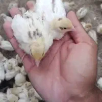 جوجه بلدرچین وایت انگلیسی