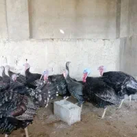 بوقلمون برنز محلی همراه تخم بوقلمون کاملا خانگی|حیوانات مزرعه|شیراز, کرونی(خاتونک)|دیوار