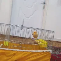 قناری ماده مست ۸ماهه