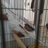 عروس هلندی سیلور نر