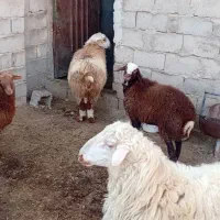 دو راس بره پلواری