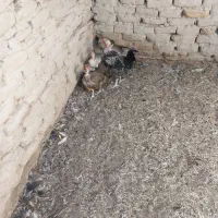 مرغ وخروس جوجه محلی|حیوانات مزرعه|زابل, |دیوار