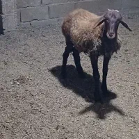 گاو میش|حیوانات مزرعه|علیآباد کتول, |دیوار