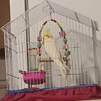 عروس هلندی  با قفس با وسیله
