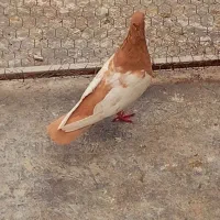 دوتا ماده سینه زرد