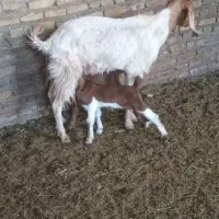 بز بزغاله میش|حیوانات مزرعه|تربتحیدریه, پائین ولایت|دیوار