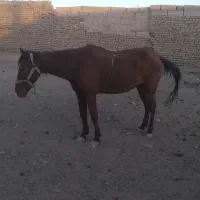 اسب|اسب و تجهیزات اسب‌سواری|ری, صالح آباد جنوبی (باغ رضوان)|دیوار