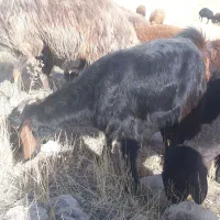 بز جوان یک ساله معاوضه با گوشی|حیوانات مزرعه|ارومیه, |دیوار