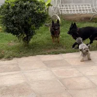 سگ ژرمن بلک|سگ|آستانه اشرفیه, |دیوار