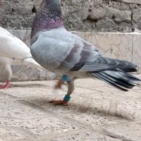 کفتر.سار مامی