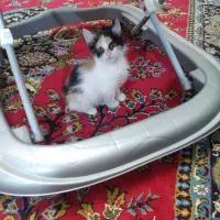 واگذاری گربه