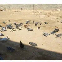 مسافتی پلاکی نامه بر شناسنامه دار کفتر کبوتر|پرنده|عطاملک, |دیوار