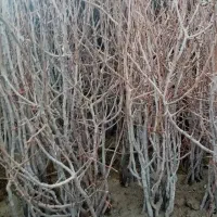 نهال پسته|گل و گیاه طبیعی|کرمان, |دیوار