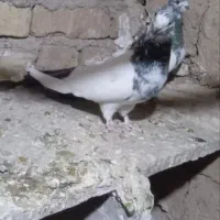 کبوتر کله دم سبز نوک قنار|پرنده|خزل, |دیوار