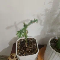 گل طبیعی|گل و گیاه طبیعی|چناران, |دیوار