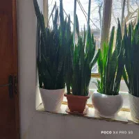 گل سانسوریا
