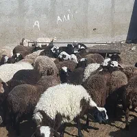 بره بزغاله میش|حیوانات مزرعه|آران و بیدگل, |دیوار