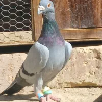 خروس  کفتر|پرنده|سراوان, |دیوار