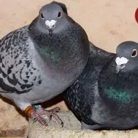 کبوتر(جوجه هیچ بند.جفتی)
