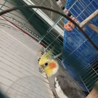 عروس هلندی|پرنده|فومن, |دیوار