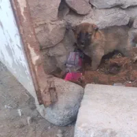 واگذاری توله نر|سگ|سراب, |دیوار