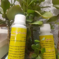 محلول شپش