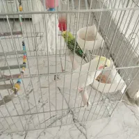 پرنده خانگی