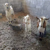 نسل سه دنگی