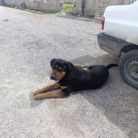 سگ روتوایلر نر