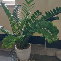 گل زانفولیا بزرگ