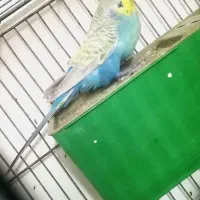 سه جفت مرغ عشق مولد رنگین کمانی