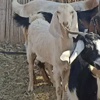 فروش تروشت سرحال و چابک یک ساله