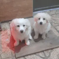 جفت نر و ماده‌ نژاد اشپیتز