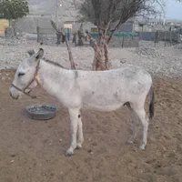 فروش الاغ نر درجه یک باری سواری برای