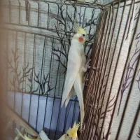 عروس هلندی لوتینو مولد