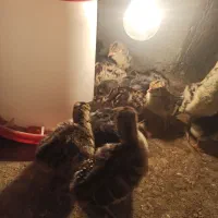 جوجه بوقلمون 1ماهه نژادبرنز آمریکایی