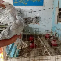 مرغ زینتی|پرنده|اهواز, کمپلو شمالی|دیوار