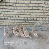 بوقلمون|حیوانات مزرعه|بندر ماهشهر, |دیوار