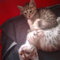 واگذاری رایگان|سگ|رشت, حمیدیان|دیوار