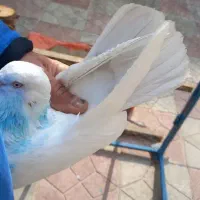 کفتر خال پیس