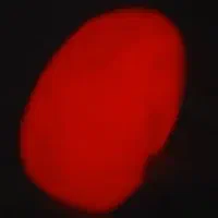 گوهر شب چراغ