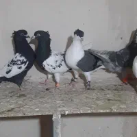 کفتررنگه|پرنده|مشهد, ده دی|دیوار