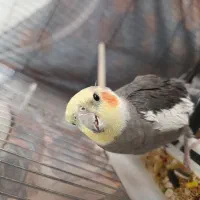 عروس هلندی نر