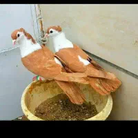 تخم کبوتر خوب نطفه دار