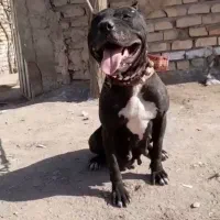 واگذاری پیتبول چند مدل سگ نگهبان