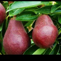 آنجو  درخت گلابی قرمز ،نهال گلخانه نهالستان درمشهد