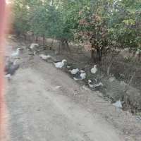 قوغاز|حیوانات مزرعه|شاهرود, |دیوار