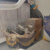 جفت عروس هلندی لوتینو